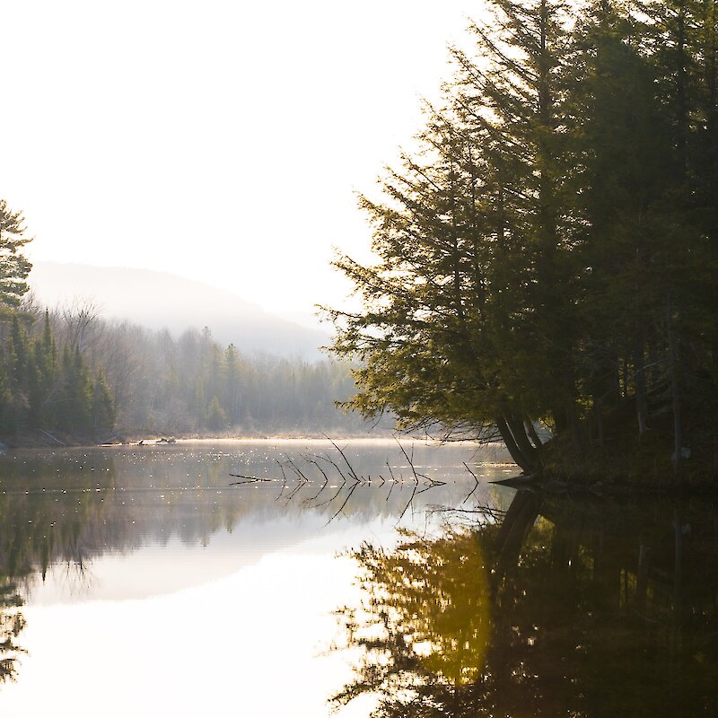 Une rivière au milieur d'une forêt