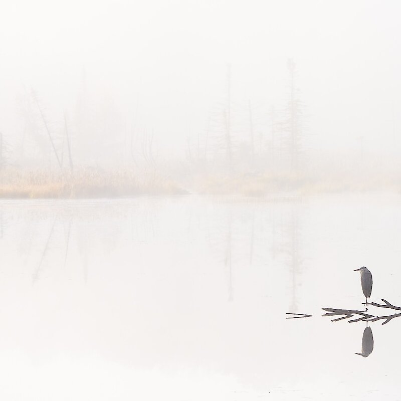A heron resting on the water